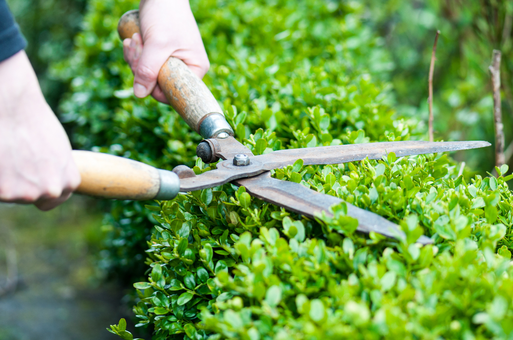 Cutting,A,Hedge,With,Clippers