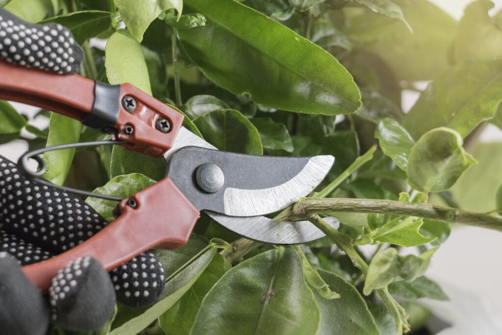 When to prune UK trees berkshire