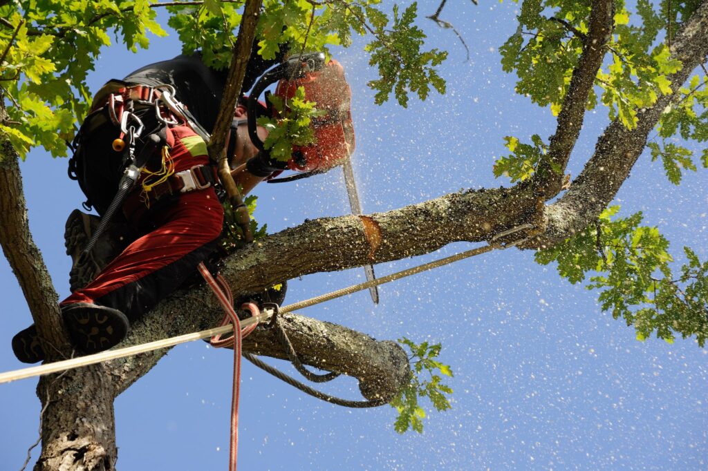 When to prune UK trees