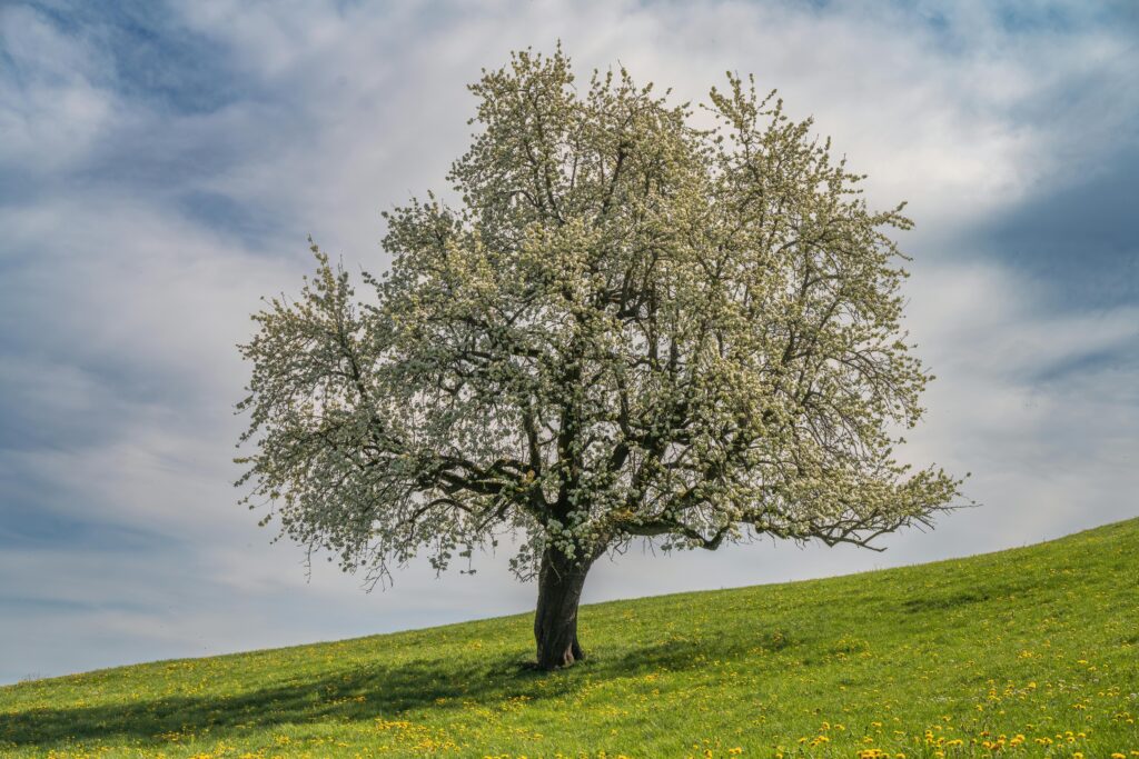 Single tree in bloom on a grassy hill under a cloudy blue sky.