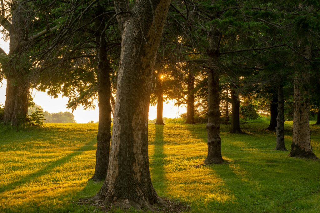 Sunlight shining through trees in a peaceful forest clearing