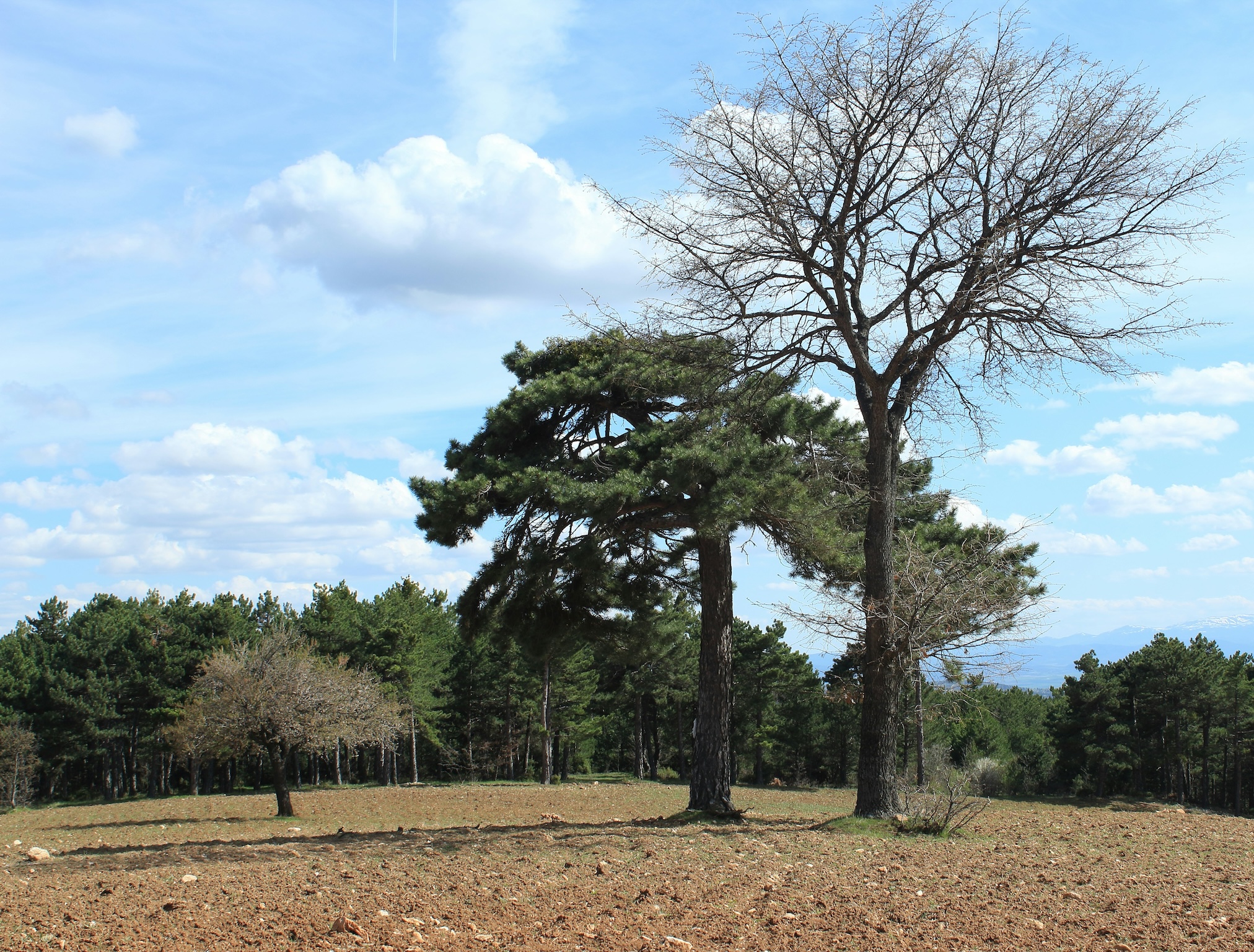 Tree Surveys - Naturally Trees