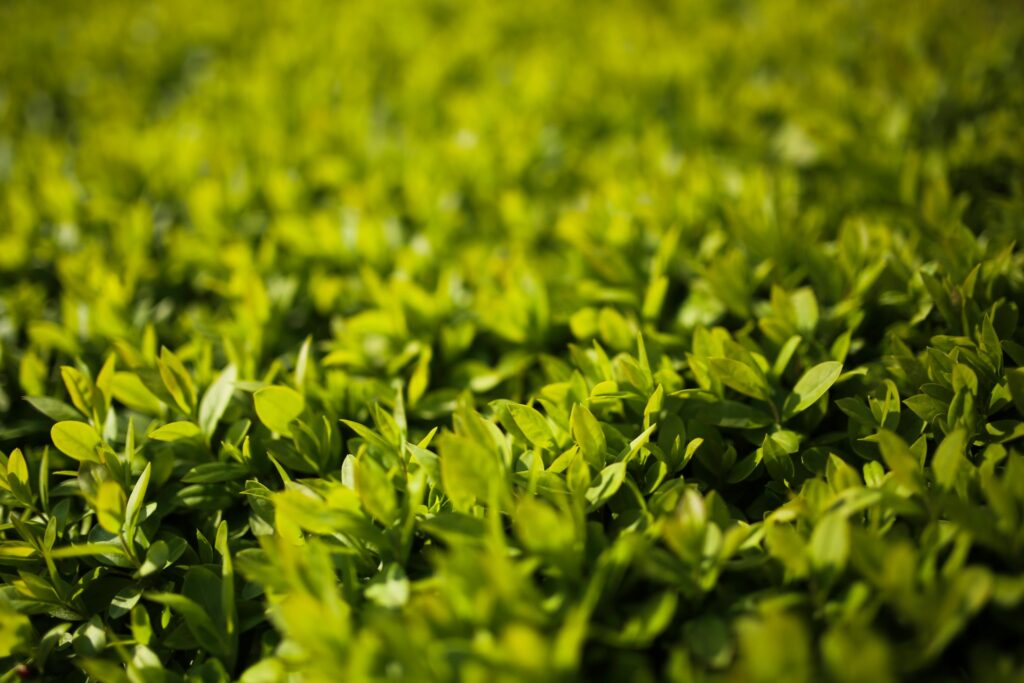 Fresh green hedge leaves close-up in garden landscaping