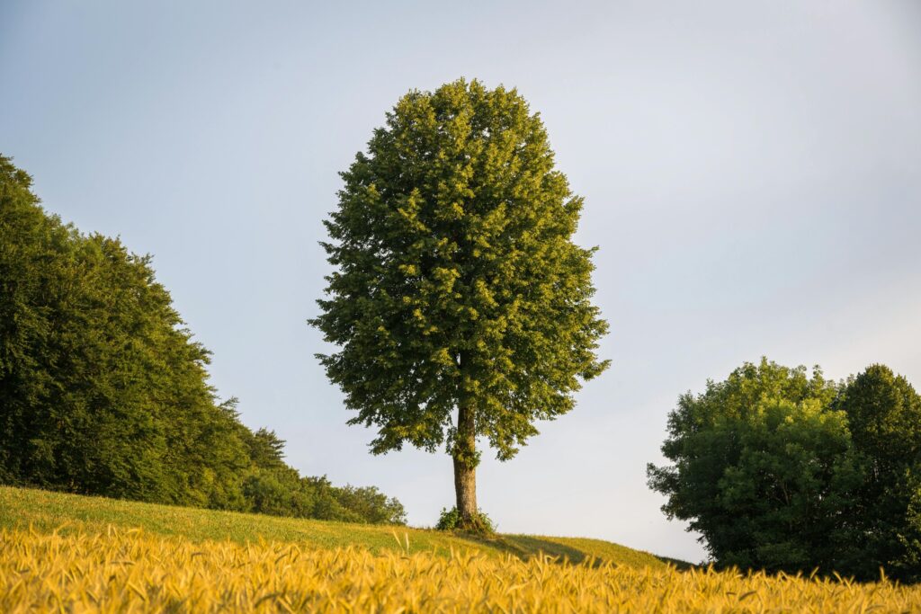 Single tree in golden field landscape at sunset