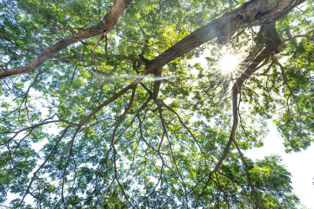 Sunlight shining through lush green tree canopy in a peaceful forest.