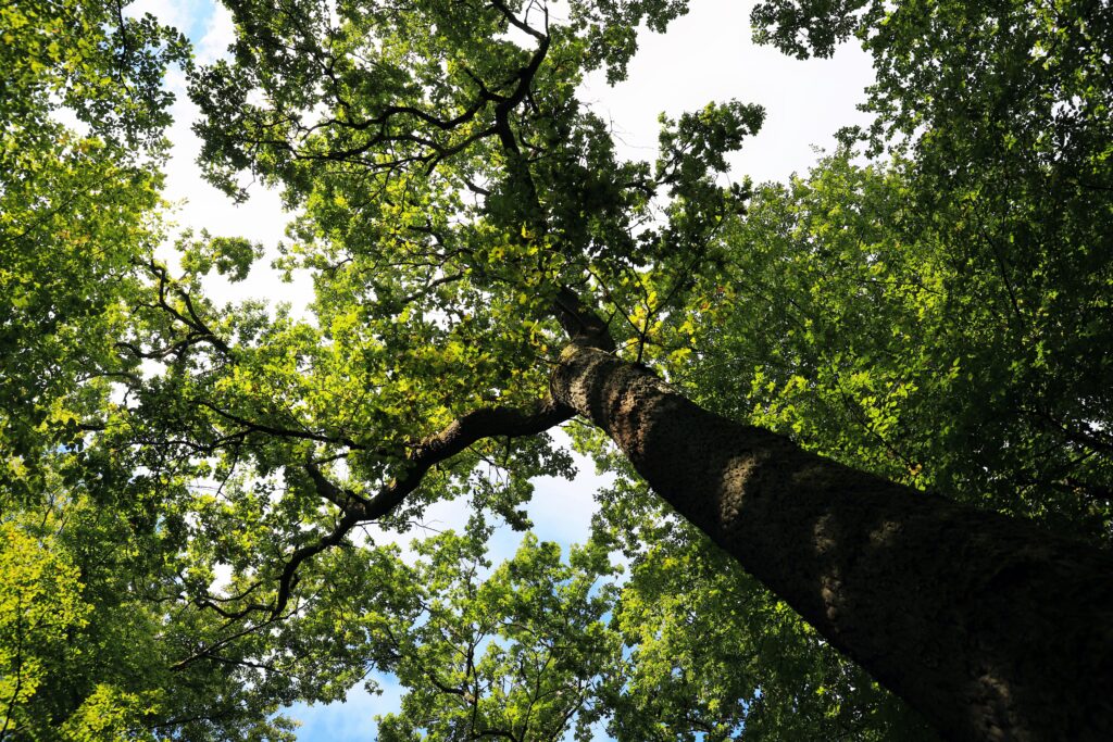 Tree Felling Hampshire
