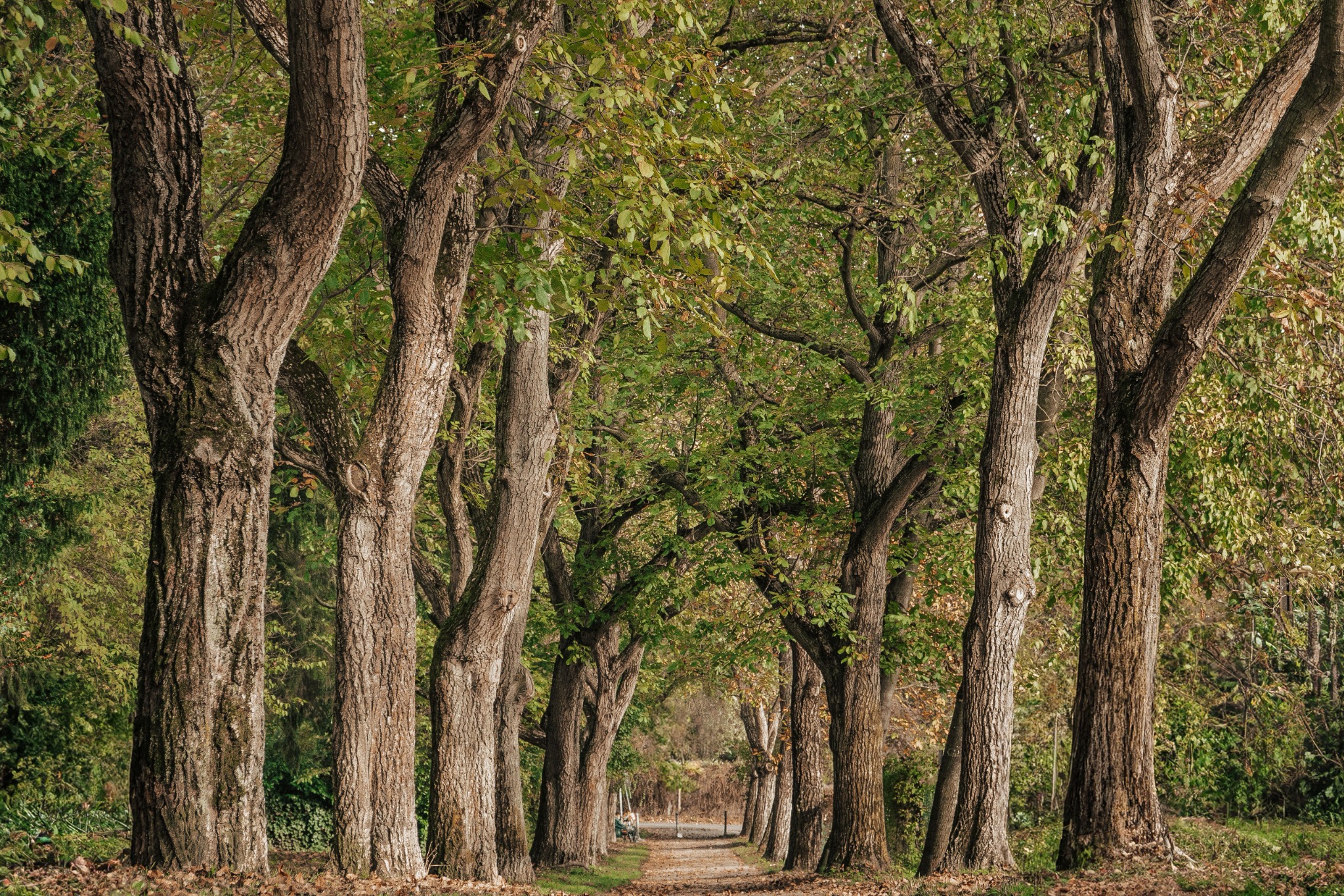 Tree-lined woodland path with autumn leaves